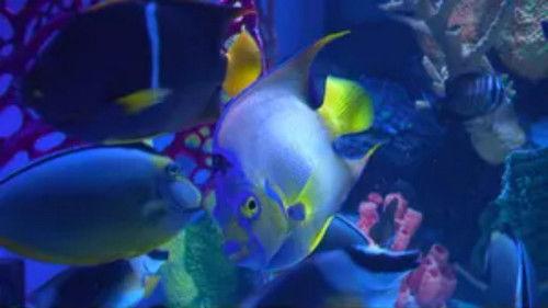 Tanked Season 3 Episode 16 - Brace Yourself for Employee of the Month