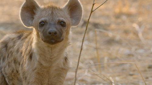 Africa's Hunters Season 2 Episode 4 - The Lost Prince