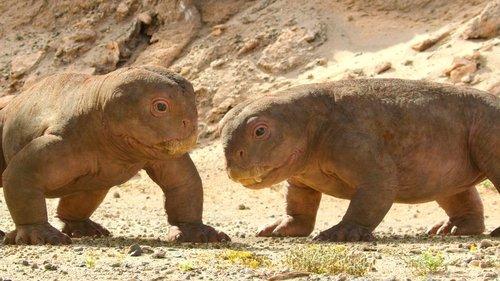 Life on Our Planet Season 1 Episode 4 - Chapter 4: In Cold Blood