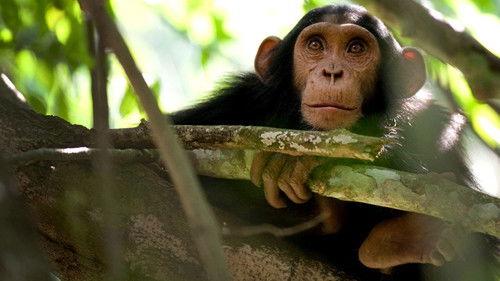Natural World Season 30 Episode 11 - Chimps of the Lost Gorge