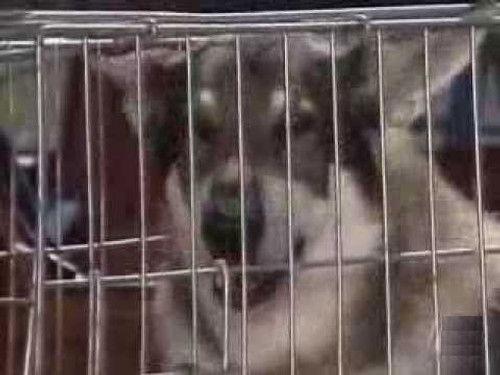 The Littlest Hobo Season 4 Episode 10 - Rabies