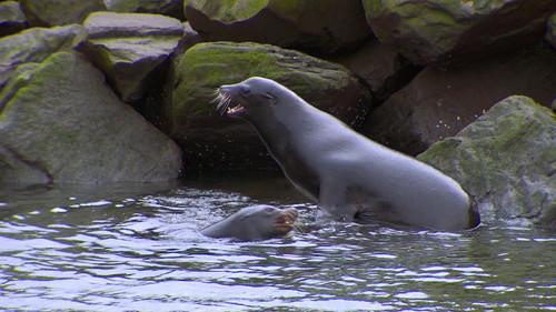 Oregon Field Guide Season 27 Episode 6 - Sea Lions, Oyster Meroir