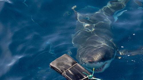 Super Shark Highway Season 1 Episode 6 - Careful, There's Humans Up There