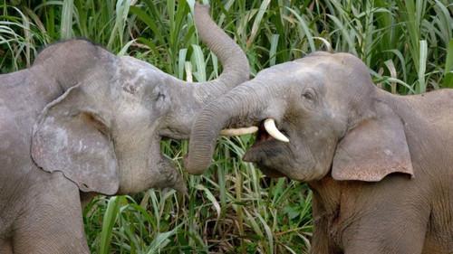 Planet Weird Season 1 Episode 6 - Gangsters