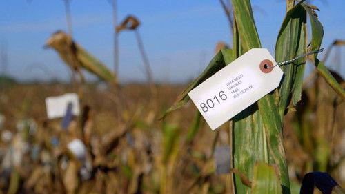 VICE Season 3 Episode 9 - Savior Seeds & India's Water Crisis