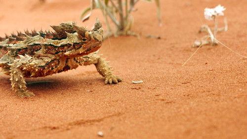 Modern Dinosaurs Season 1 Episode 3 - Extreme Survivors