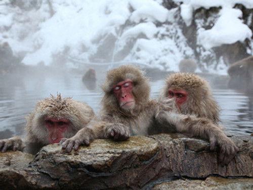 Wildest Islands Season 2 Episode 1 - Japan: Island of Extremes