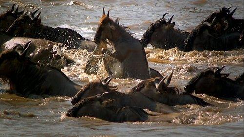 Great Migrations Season 1 Episode 1 - Born to Move