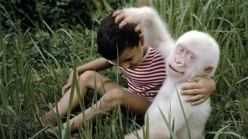 Nature Season 23 Episode 8 - Snowflake: the White Gorilla