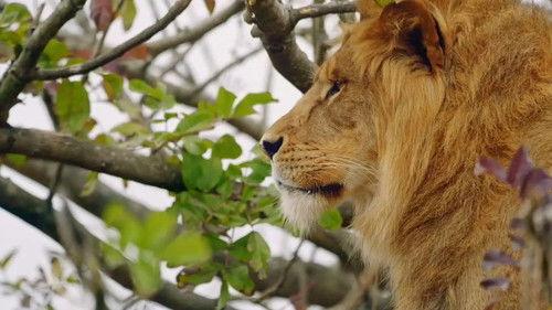 Taronga: Who's Who in the Zoo Season 3 Episode 1 - Lion Cubs