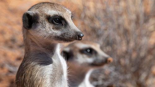 Meet The Meerkats Season 1 Episode 4 - Hostile Lands