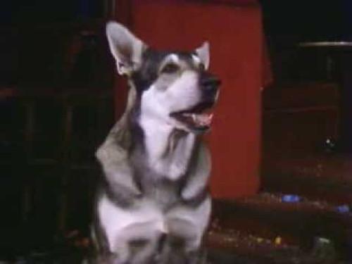 The Littlest Hobo Season 1 Episode 20 - Escape