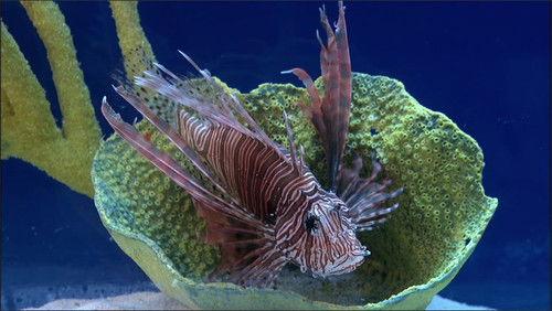 Shark Tank Season 4 Episode 20 - March 29, 2013