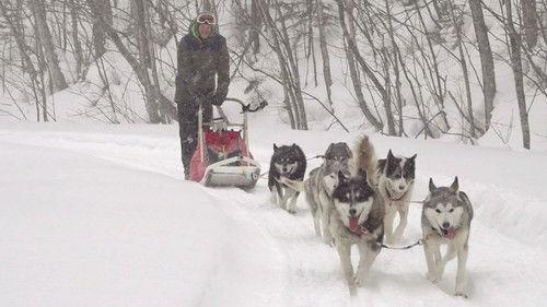 Wild Hokkaido! Season 5 Episode 7 - Dogsledding in Kitataisetsu