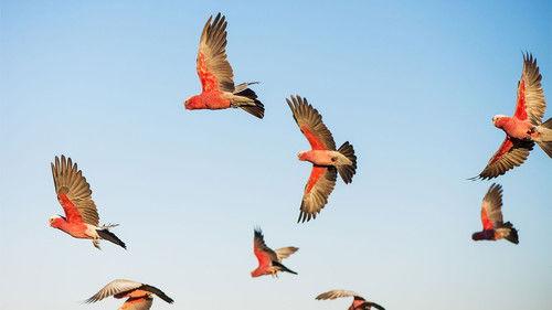 Australia Remastered Season 1 Episode 2 - Parrot Paradise