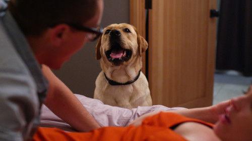 CollegeHumor Shorts Season 6 Episode 16 - I Wish the Dog Would Stop Watching Us Have Sex