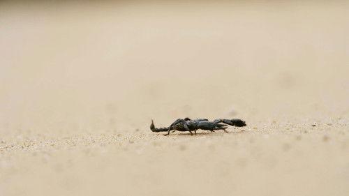 Robinson Season 25 Episode 17 - Episode 17