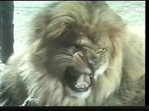 Daktari Season 2 Episode 1 - Return of Clarence