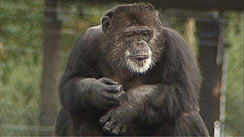 Monkey Business Season 8 Episode 14 - Episode 14