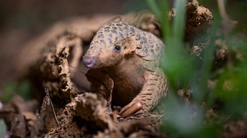 Nature Season 42 Episode 7 - Big Little Journeys: Survival