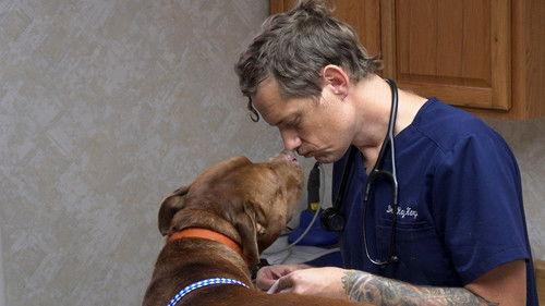 The Incredible Dr. Pol Season 18 Episode 6 - Lights, Camel, Action