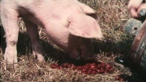 Emil of Lönneberga Season 1 Episode 12 - Griseknoens märkliga bravader