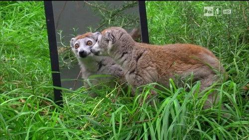 Superquark Season 21 Episode 2 - Episode 2