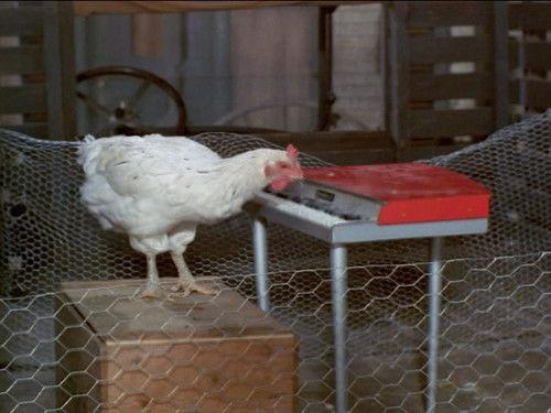 Green Acres Season 4 Episode 14 - Everywhere a Chick Chick