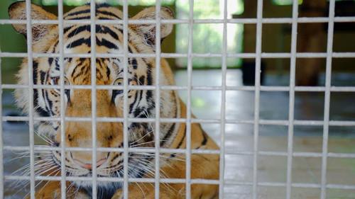 The Dark Web Season 1 Episode 1 - Queen of Sextortion