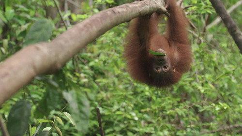Orangutan Jungle School Season 1 Episode 10 - Return to the Wild