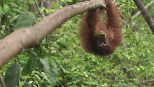 Orangutan Jungle School Season 1 Episode 10 - Return to the Wild