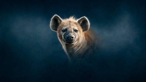 Dynasties Season 2 Episode 4 - Hyena
