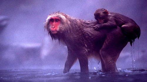 Natural World Season 28 Episode 12 - Snow Monkeys
