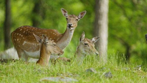 Dyrepasserne Season 11 Episode 8 - Episode 8