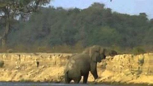 Natural World Season 17 Episode 7 - Vanishing Pools of the Zambezi