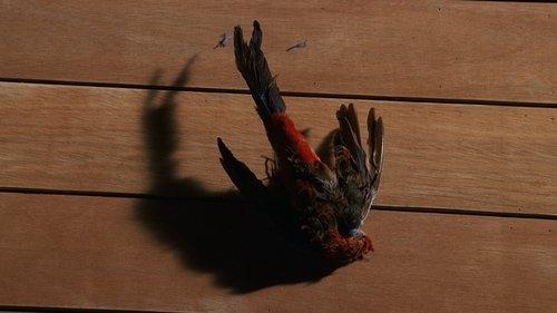 Lost Season 1 Episode 14 - Special