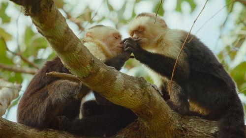 The Secret Lives of Animals Season 1 Episode 7 - Making Friends