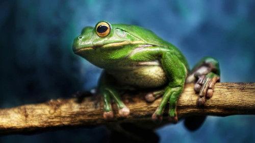 Australia Remastered Season 3 Episode 4 - Ancient Forests