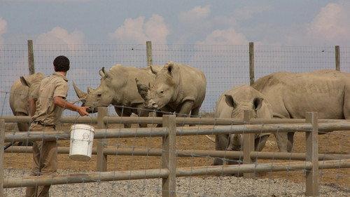 Secrets of the Zoo Season 1 Episode 4 - Rhino Mite!