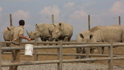 Secrets of the Zoo Season 1 Episode 4 - Rhino Mite!