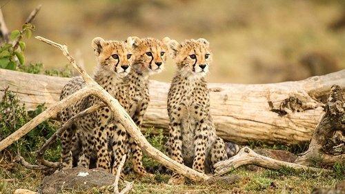 Serengeti Season 2 Episode 2 - Change