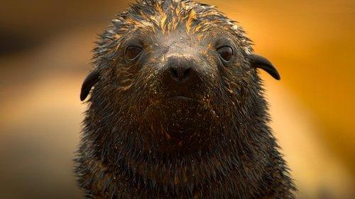 Earth at Night in Colour Season 2 Episode 5 - Seal Coast