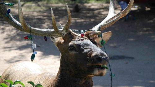 Nature's Weirdest Events Season 2 Episode 2 - Episode 2