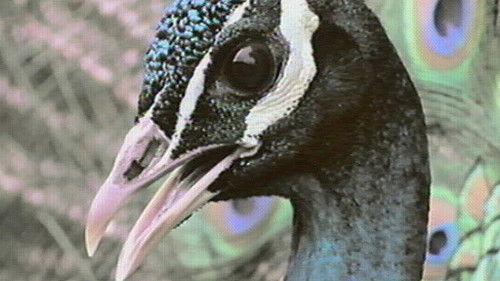 Nature Season 18 Episode 6 - Inside the Animal Mind Part One: Are Animals Intelligent?