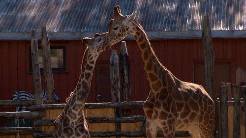 Dyrepasserne Season 1 Episode 4 - Program 4