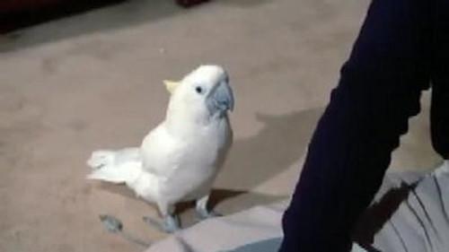 Baretta Season 1 Episode 9 - The Mansion