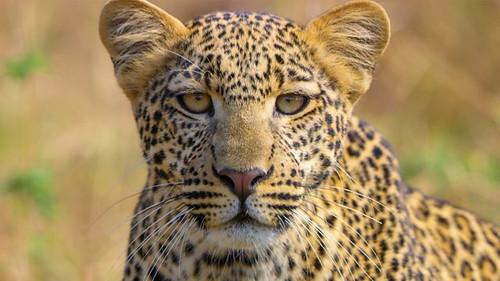 Serengeti Season 3 Episode 2 - Inferno