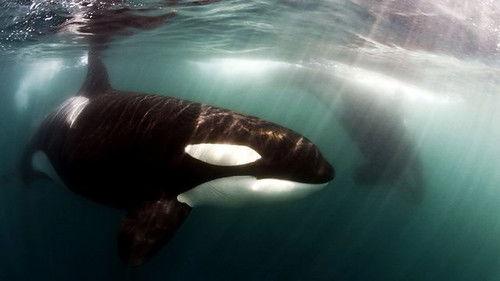 Natural World Season 19 Episode 6 - Killer Whales: Up Close and Personal