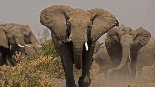 Nature Season 34 Episode 4 - Soul of the Elephant