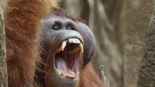 Orangutan Jungle School Season 1 Episode 2 - Movin' on Up